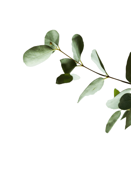 decorative image of a twig